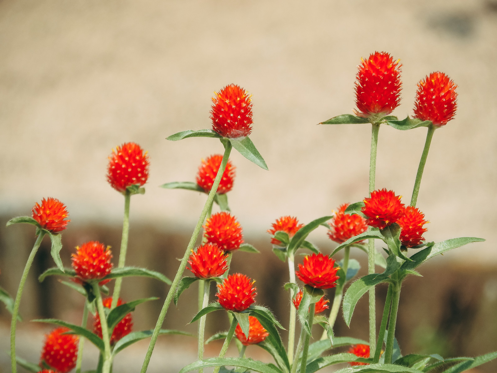 千日紅（センニチコウ）の育て方を種まきから植えつけまで徹底解説