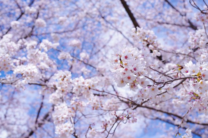 マイマイガの駆除は必要 マイマイガの幼虫や卵 成虫の駆除方法について解説 For Your Life