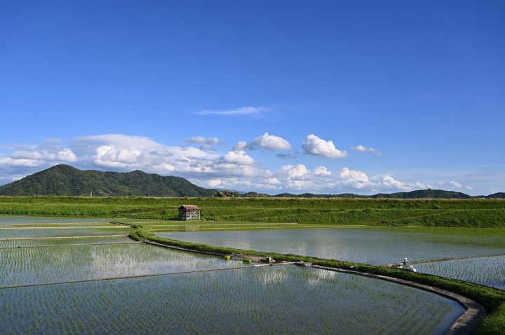 ハネカクシの駆除方法 発生源 やけど虫と呼ばれる理由を解説 For Your Life