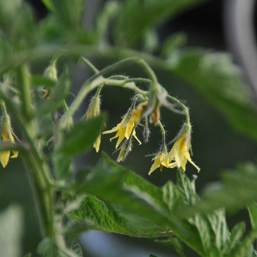 連作障害とは？連作障害を防いで野菜を育てる方法や予防策を紹介 - For your LIFE