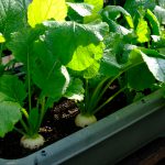 冬野菜をプランターで栽培しよう！おいしく育てる方法を解説