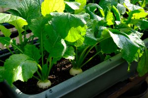 冬野菜をプランターで栽培しよう！おいしく育てる方法を解説