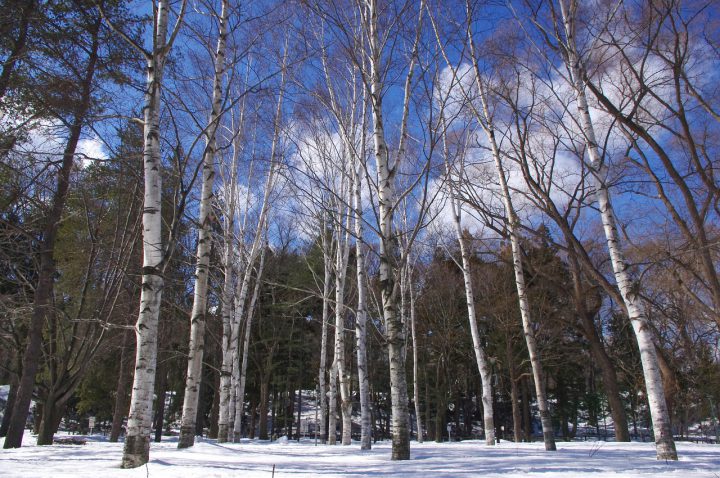 冬の到来を告げる「雪虫」　トドノネオオワタムシとは？