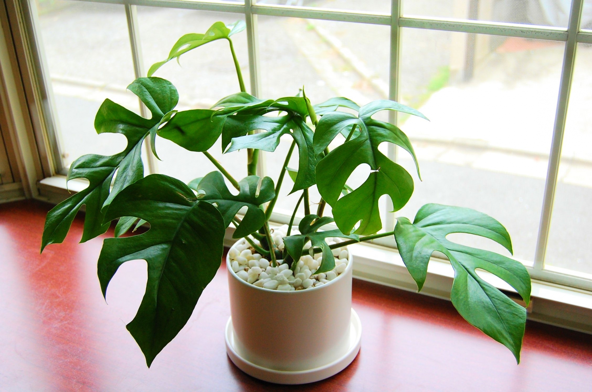 室内でも育てやすい観葉植物はどんな種類？育て方や置き場所を紹介