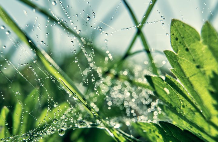 アシダカグモは益虫？ 駆除すべきかどうか、生態を解説