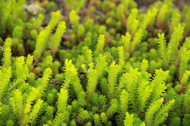 屋上緑化におすすめの植物と植え方