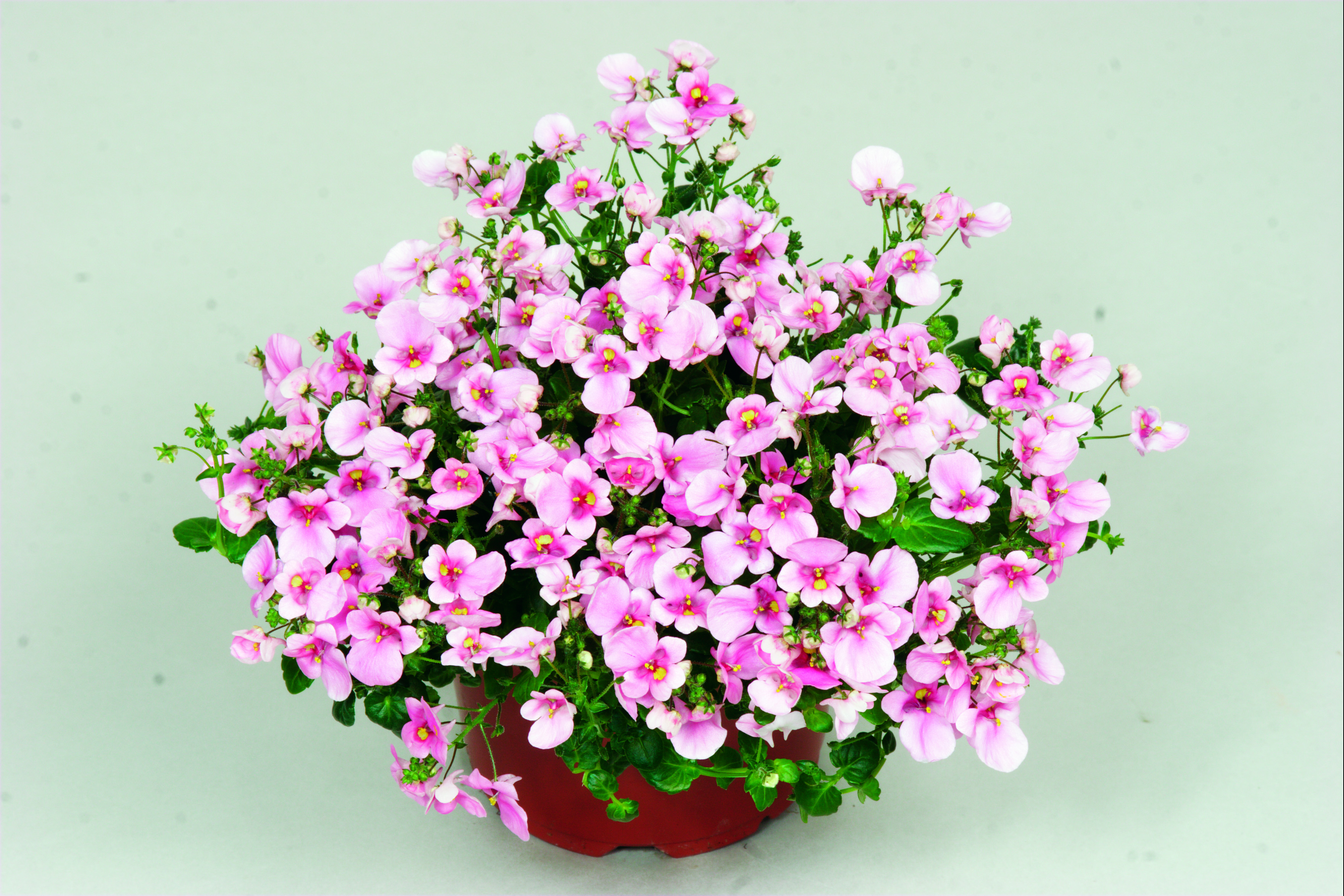21☆これから咲く☆春の寄せ植え☆可愛いお花畑☆初心者様向け☆ 楽天市場】【誕生日】【ギフト】 ボリュームあるLサイズ 季節の