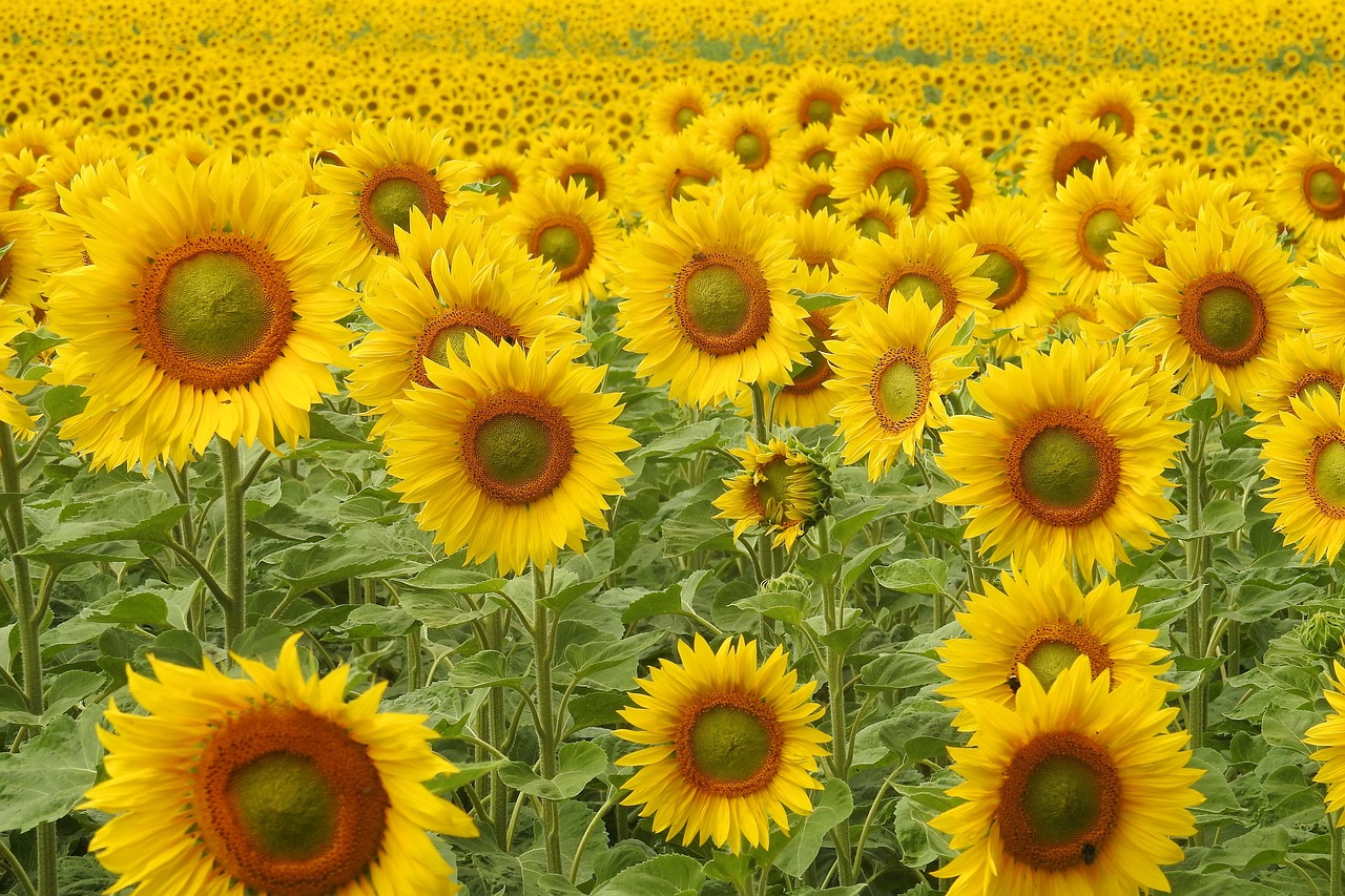 ひまわりは夏の代表的な花！知られざる魅力や花言葉を紹介 - For