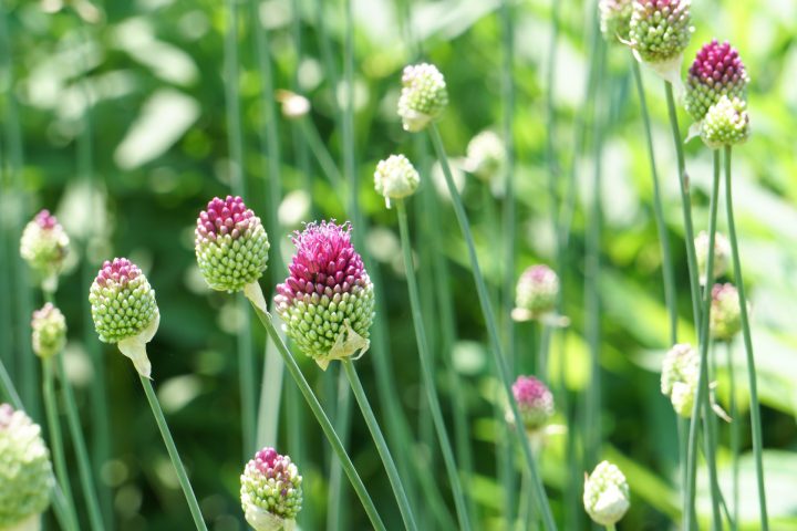 アリウムの育て方 栽培する方法や病害虫 花言葉を紹介 For Your Life