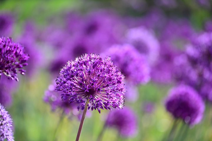 アリウムの育て方 栽培する方法や病害虫 花言葉を紹介 For Your Life