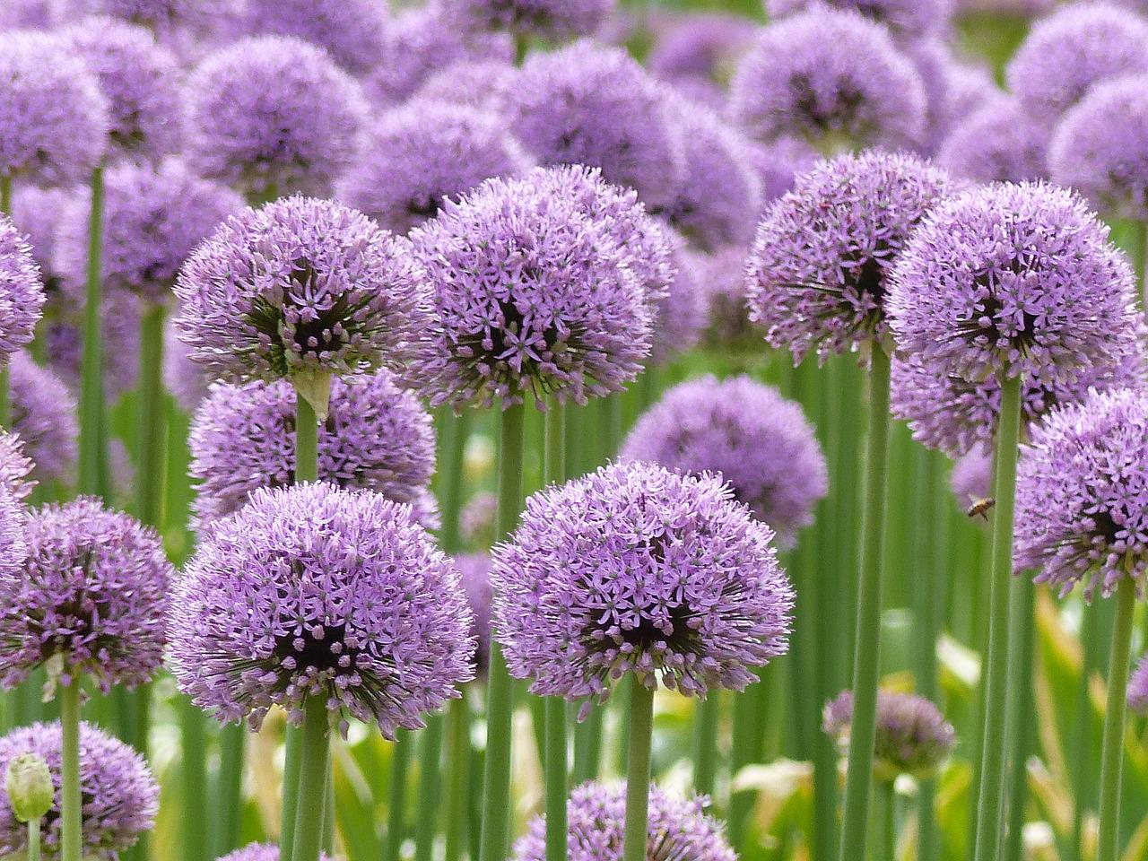 【アリウムの育て方】栽培する方法や病害虫・花言葉を紹介 - For