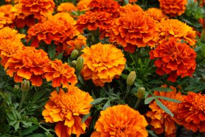 マリーゴールドの育て方】増やし方や寄せ植え・注意すべき病害虫を紹介 