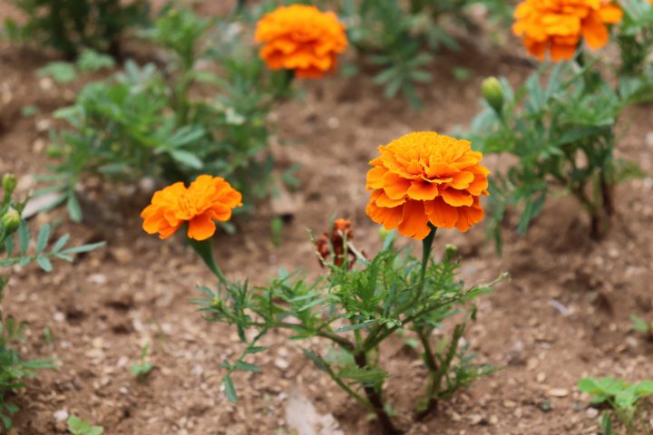 マリーゴールドの育て方】増やし方や寄せ植え・注意すべき病害虫を紹介 