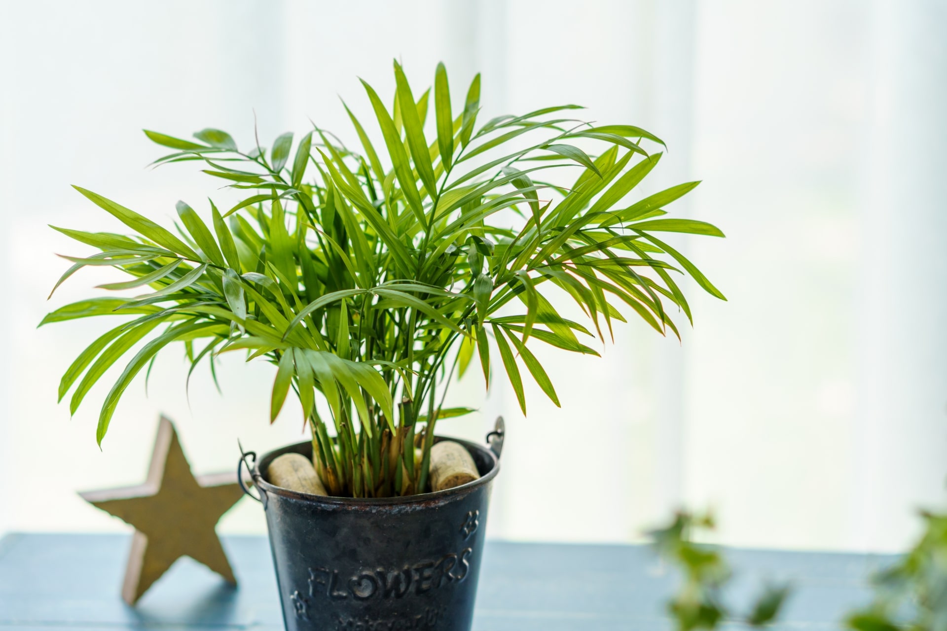 暑さに強い観葉植物をまとめて紹介！夏に育てるときのポイントは