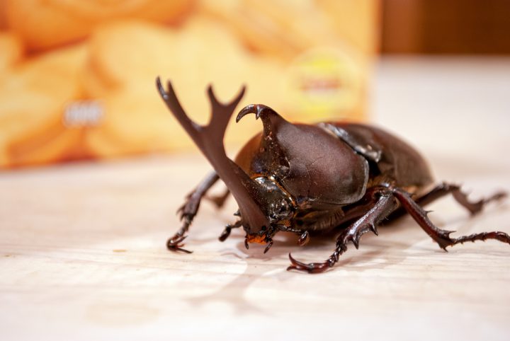 カブトムシを長生きさせる飼育ポイント