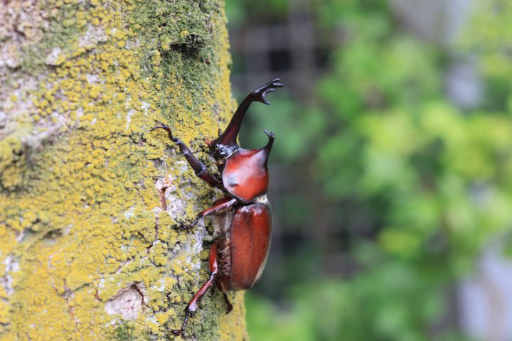 カブトムシが冬を越せない理由とは