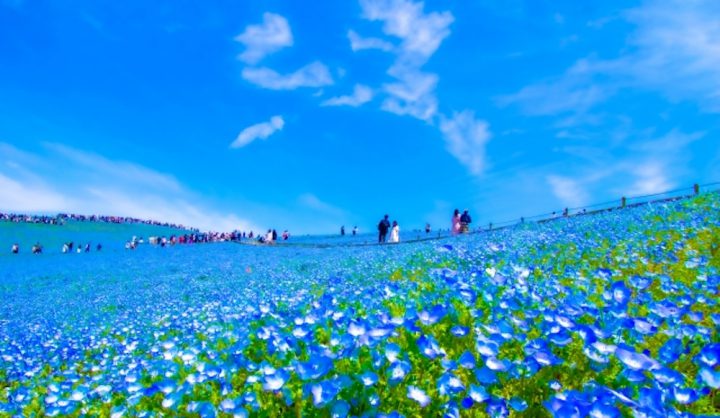 国営ひたち海浜公園（茨城）／海と空と花々の壮観な景色