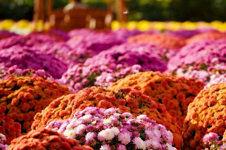 世羅高原農場（広島）／春夏秋冬を彩る国内最大級の花畑