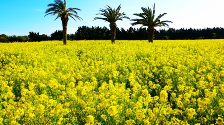 伊良湖菜の花ガーデン（愛知）／まるで黄色い絨毯