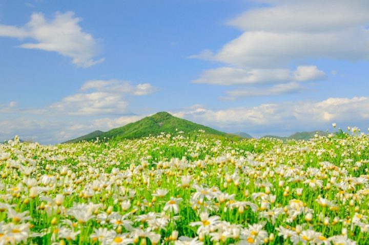 フラワーパーク浦島（香川）／瀬戸内海を一望する真っ白な花畑