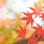 【東日本編】秋の行楽・お出かけスポットまとめ！スポットの選び方も解説