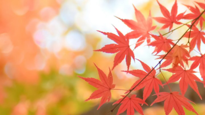 【東日本編】秋の行楽・お出かけスポットまとめ！スポットの選び方も解説