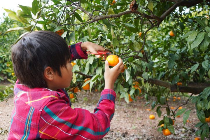 秋の果物狩り・収穫体験7選！