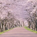 全国の桜の名所・観光地まとめ。日本のお花見スポットをまとめて紹介！