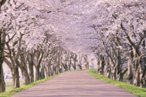 全国の桜の名所・観光地まとめ。日本のお花見スポットをまとめて紹介！