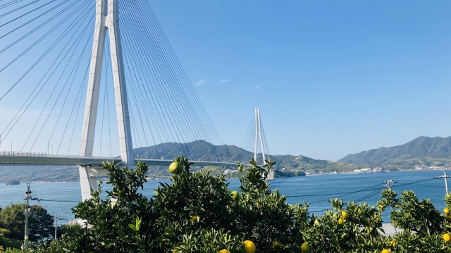 広島県で有名な果物は？主要果実・特産果実を紹介