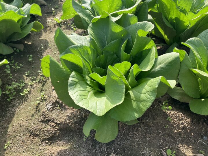 広島県の伝統野菜