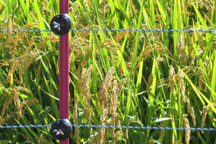 主な害獣と被害の状況