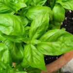 バジルの育て方は？育てやすい種類や肥料の与え方、剪定方法を解説