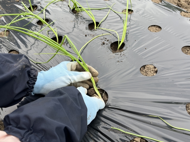 苗の選び方と植え付け