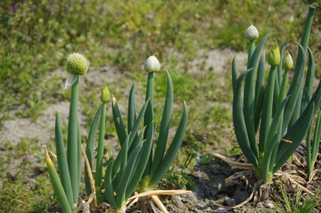 日常のお手入れ