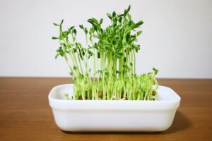 再生栽培とは？リボべジできる野菜と必要なもの、注意点を解説