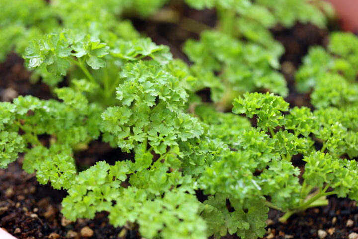 【家庭で収穫】パセリの育て方