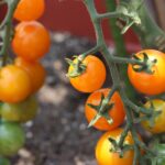 【ミニトマトの育て方】主な種類や管理方法、注意点を解説