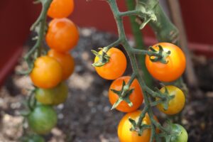 【ミニトマトの育て方】主な種類や管理方法、注意点を解説