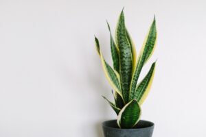 【サンスベリアの育て方】品種の選び方や管理方法、病気・害虫対策を紹介