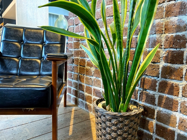 サンスベリアとはどんな観葉植物?