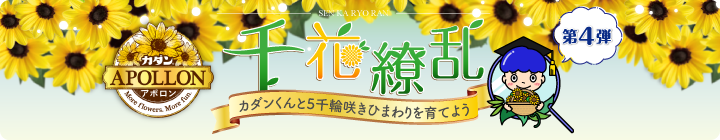 カダン アポロン 千花繚乱キャンペーン第4弾
