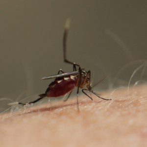 蚊より腫れる