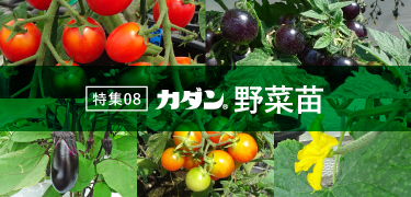 特集 野菜苗